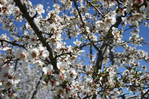 Almond Blossom